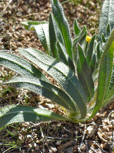 Basal leaves