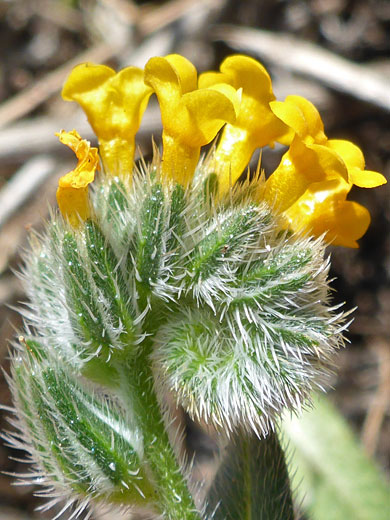 Row of flowers