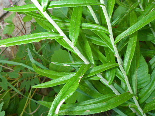 Leaves and stems