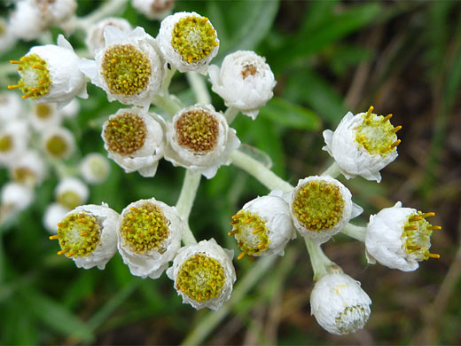 Western Pearly Everlasting