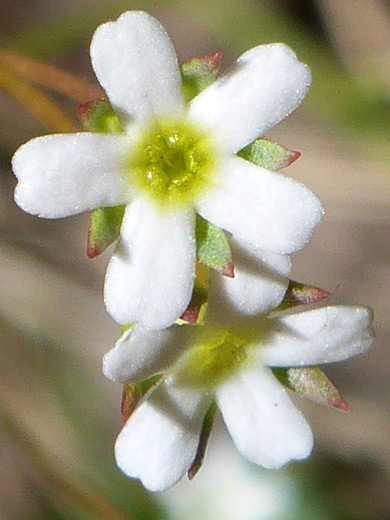 Two white flowers