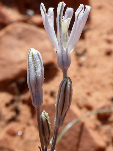 Pink Funnel Lily