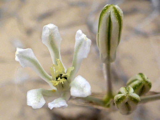Greenish-white petals