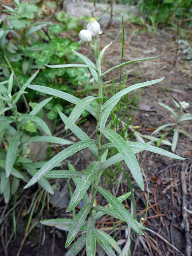 Stem and leaves