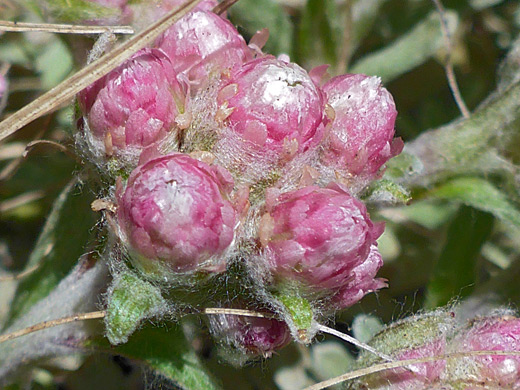 Reddish-pink phyllaries