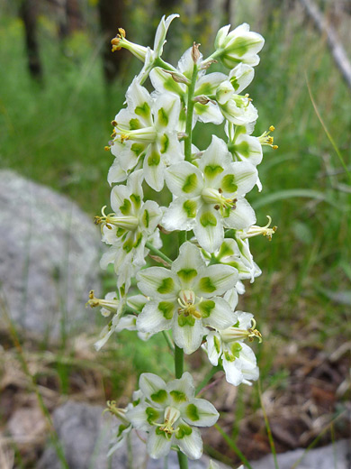 White petaled-flowers