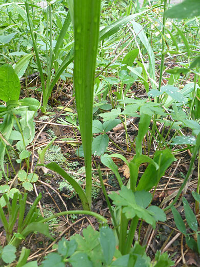 Basal leaves