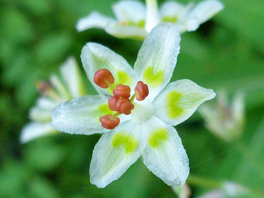 Orange stamens