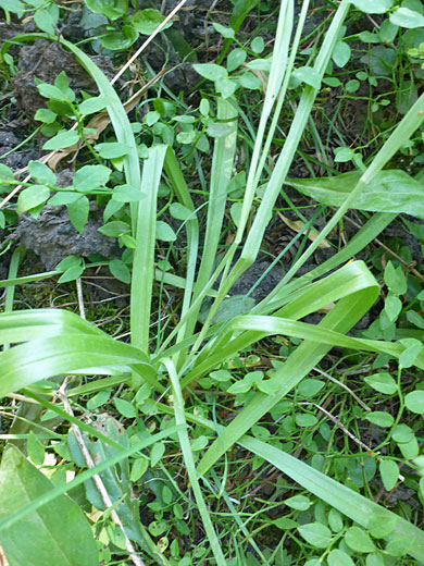 Stem and leaves