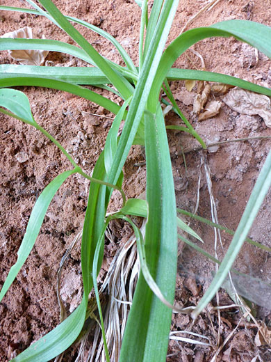 Sheathed False Deathcamas