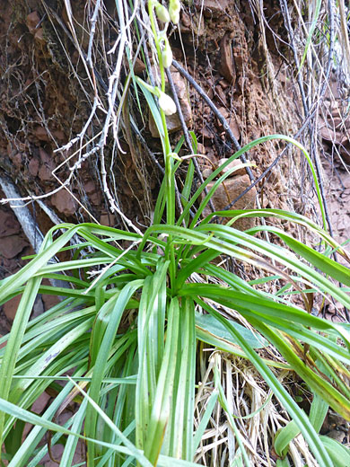 Leaves and stem