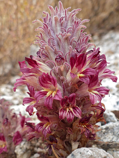 Flat-Top Broomrape; Flat-top broomrape (aphyllon corymbosum), Lower Boy Scout Lake Trail, Eastern Sierra, California