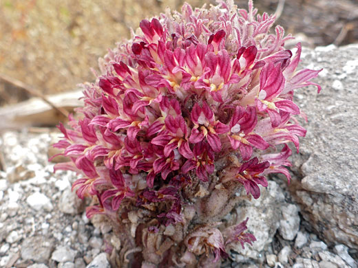 Flat-Top Broomrape