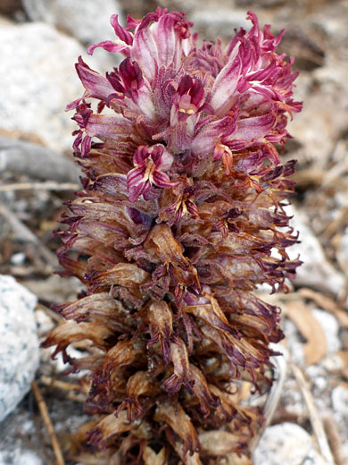 Partially withered flowers