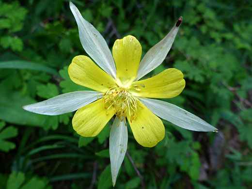 Yellow and white flower