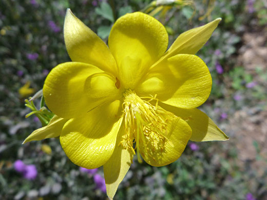 Golden Columbine