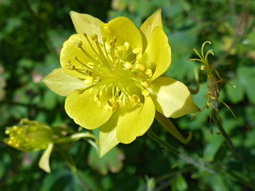 Exserted stamens