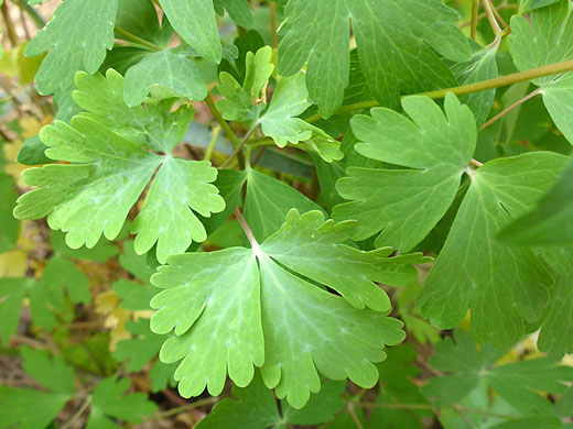 Lobed leaves