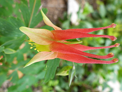 Western Red Columbine