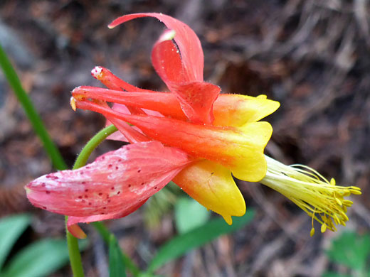 Exserted yellow stamens