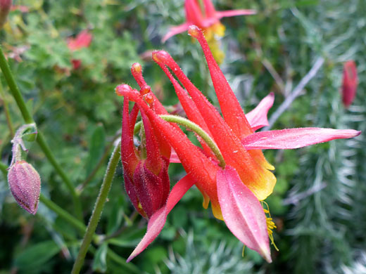 Two red flowers