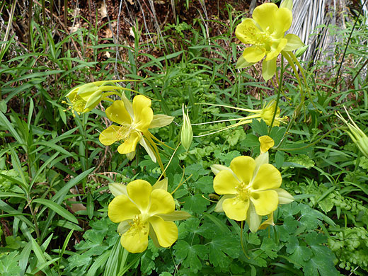 Group of flowers