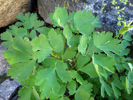 Sierra Columbine