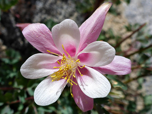 Pink-centered flower