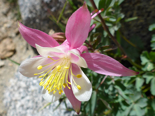 Large flower