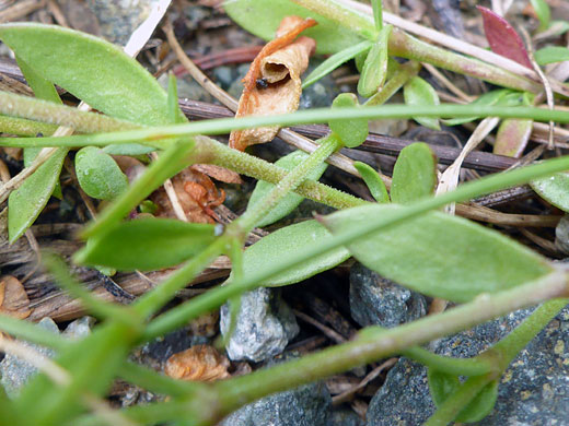 Spreading Sandwort