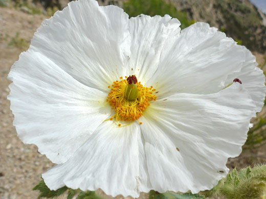 Wrinkled petals