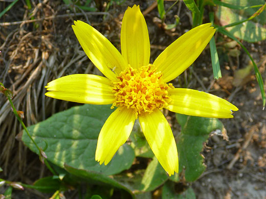 Small disk flowers