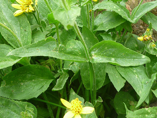 Broadleaf Arnica