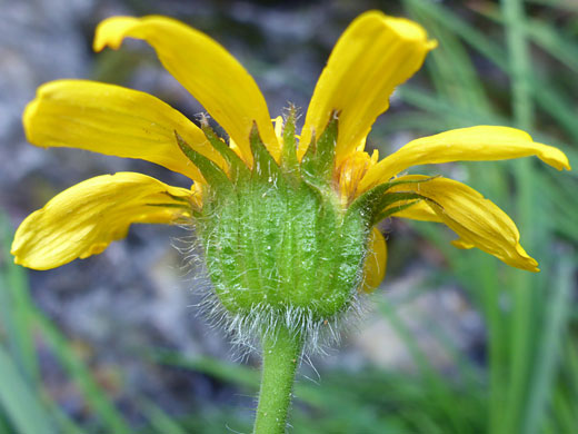 Hairy green phyllaries