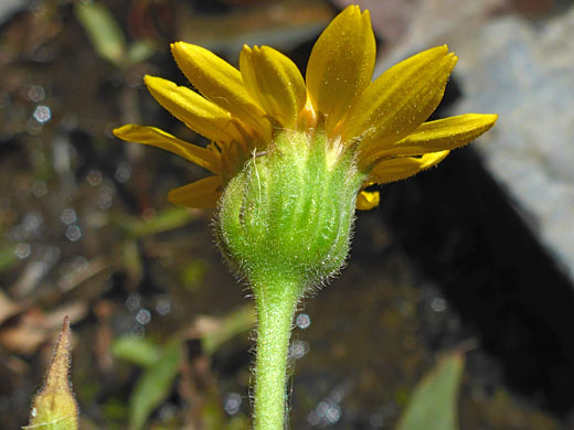 Phyllaries and florets