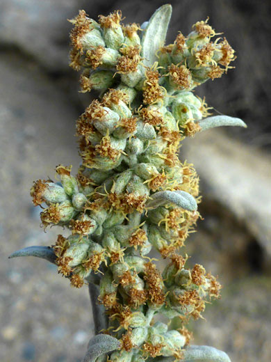 White Sagebrush; White sagebrush (artemisia ludoviciana), Volcanic Tablelands, California