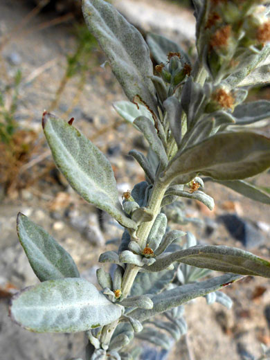 Grayish leaves