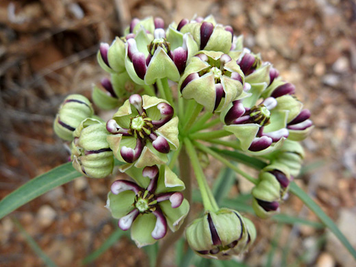 Greenish flowers