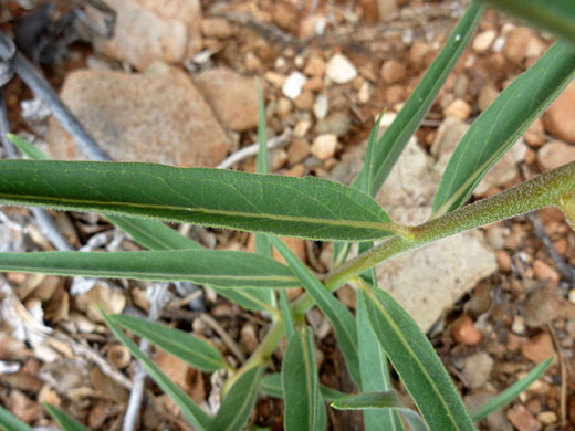 Narrow leaves