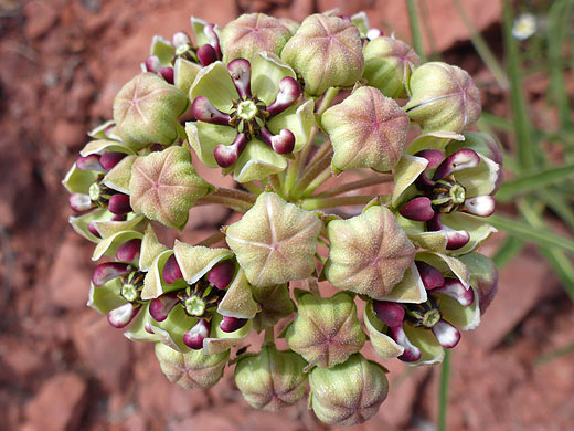 Opening flowers