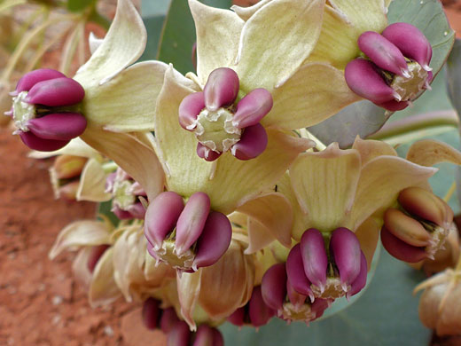Jewel Milkweed; Jewel milkweed (asclepias cryptoceras ssp cryptoceras), Tom's Canyon Trail, Kanab , Utah