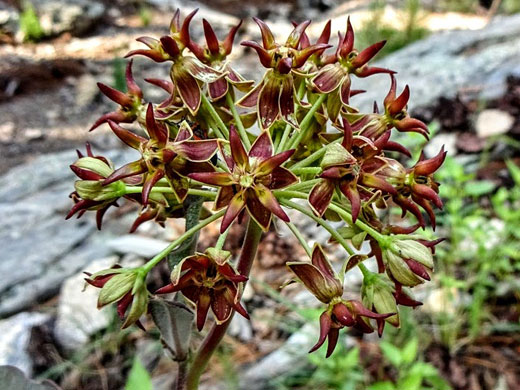 Mahogany Milkweed; Asclepias hypoleuca, mahogany milkweed, Catalina Mountains, Arizona