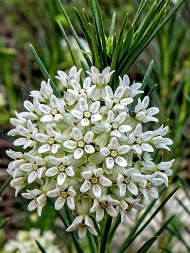 Clustered flowers