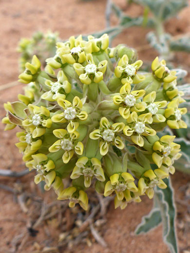 Spherical flower cluster