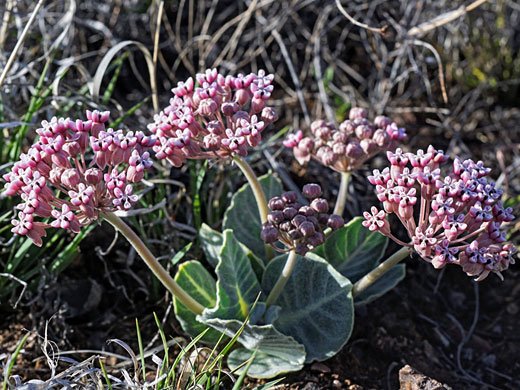 Tufted Milkweed; Asclepias nummularia, tufted milkweed, Silver City, New Mexico