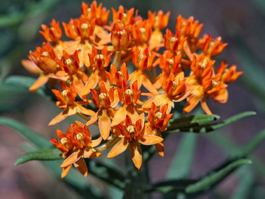 Butterfly Milkweed; Asclepias tuberosa, butterfly milkweed, Gila National Forest, New Mexico