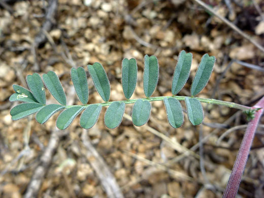 Compound leaf