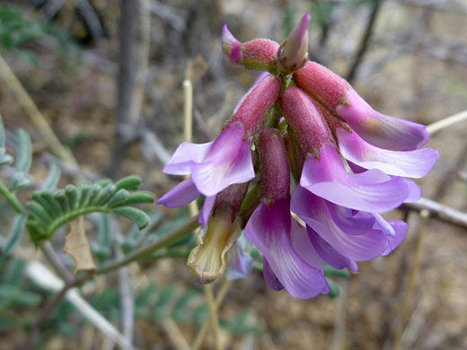 Halfmoon Milkvetch