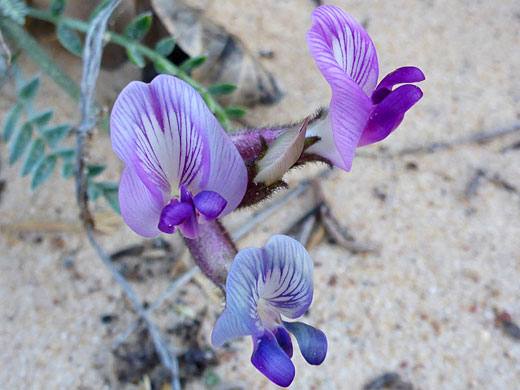 Blue-purple flowers