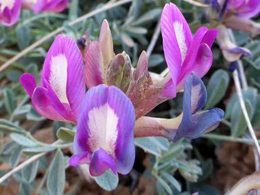 Purple and blue flowers